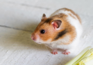 怎么判斷倉鼠受了內(nèi)傷（表現(xiàn)）